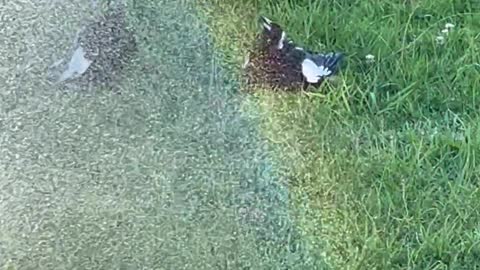 Magpies Escape Summer Under Garden Hose Spray