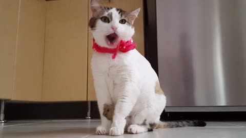 Cuty and funny cat