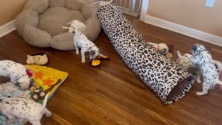 Fun Dalmatian Puppy Chaos