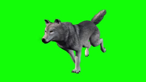 gray wolf animal running showing keying