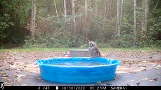 Owls Battle in Kiddie Pool