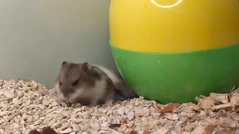 cute hamster behavior
