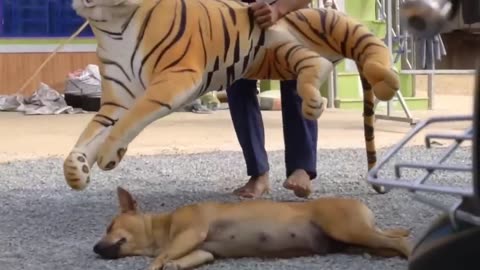 funny video animals