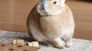 Bunny loves good party food