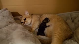 Mother Cat Mimi Giving Birth to 3 kittens