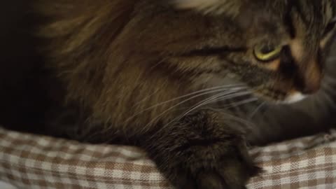 Tabby cat peeking out of a wooden basket