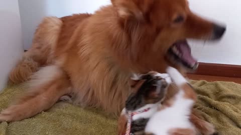 A dog and a cat playing