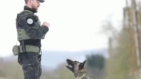 Dogs training