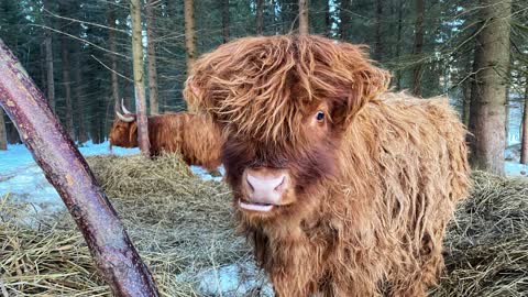 Scottish Highland Cattle In Finland Battle of Young Bulls in the forest