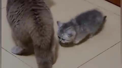 Animal lover, cat fun video