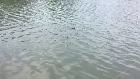 Ducklings,Geese,Swimming