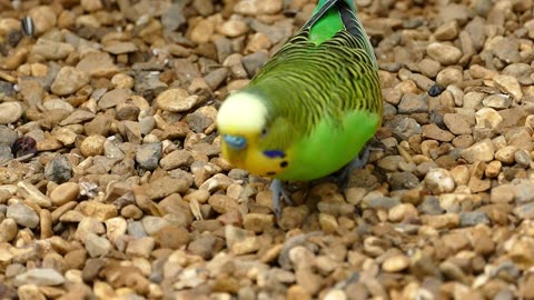 Life of Beautiful Parakeet Green Bird