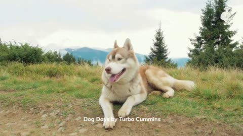 Dog Days by Turbo Cummins