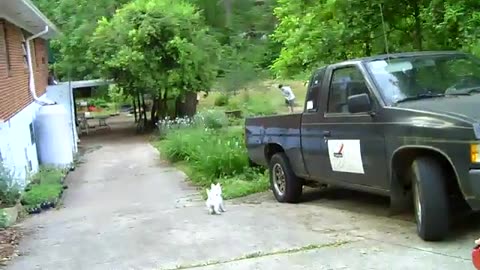 My Westie Puppy & the walk down