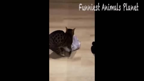 Cute and Funny Animals Compilation #41