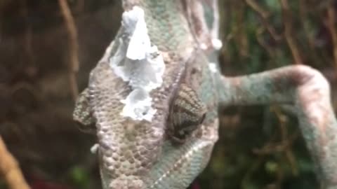 Chameleon interacts with human at zoo