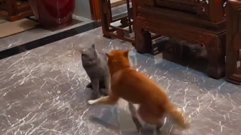 Dog and cat funny fight 😂