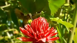 Curiosidades O Menor Pássaro do Mundo - Curiosities The Smallest Bird in the World.