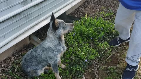 PLAYING FETCH WITH MENNONITE FARM DOGS