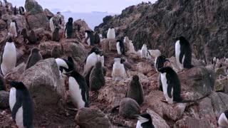 Scientists want protection for mysterious Weddell Sea