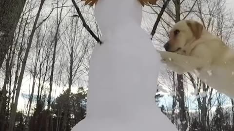 Dog HATES Snowmen | The Dodo