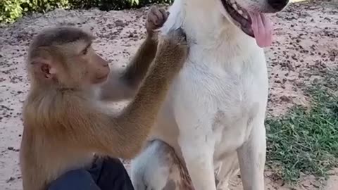 Monkey and dog in funny momments