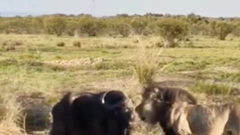 Wild buffalo blocks lions path wild animals at close range confusing animal behavior