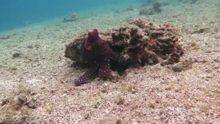 Octopus changes color - HD video - Part 2