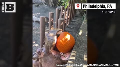 The Pumpkin-Pocalypse Commences! Hippo CRUNCHES Giant Pumpkin to Kick Off October