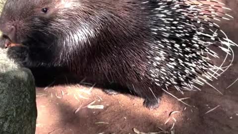 Porcupine looks cute, and it hurts when it pricks