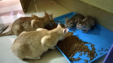 Hungry Kitten Meows and want to eat food