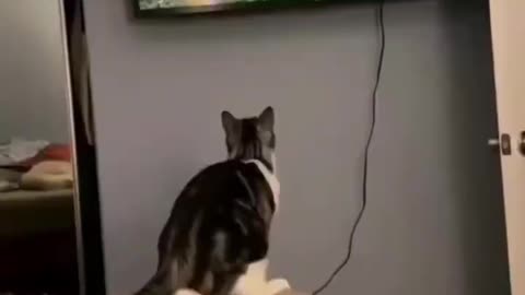 Cut cat funny videos 🤣🤣🤣🤣🤣