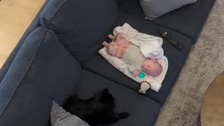 Pomeranian Asks Baby to Play