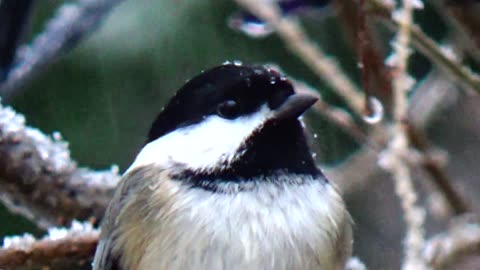 Chickadee