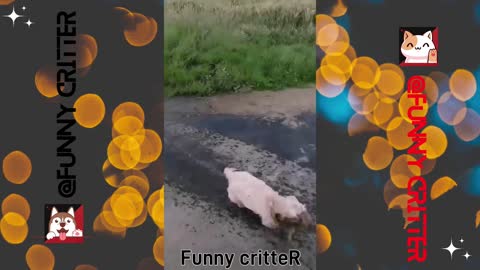 Watch 👀 These Funny Animals Videos and Try Not to Laugh!😆😆- Funny critteR