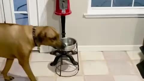 Dog lets owner know it’s dinner time