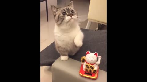 cat lover funny and cute cat reaction best cat