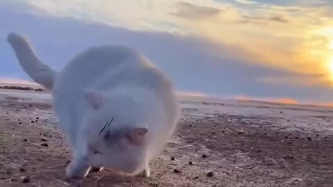 Cute Cat Walking 😘😘🥰🥰😍🤪