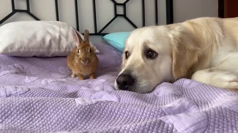 Can a Dog befriend a Rabbit Bailey and Sam