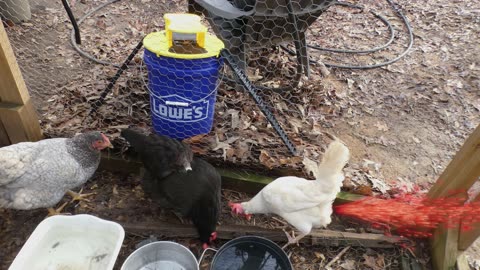 Something strange going on. Someone snuck some beans to my chickens.