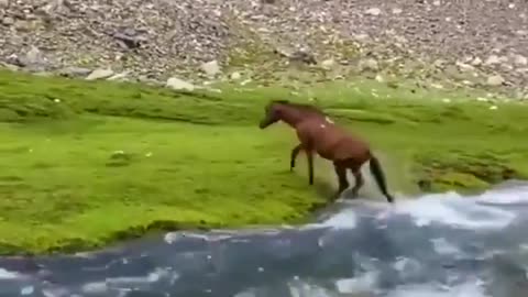 Wild horses in Afghanistan