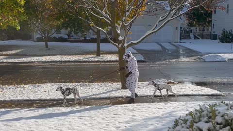 Two Or Maybe Three Dalmatians Go For A Walk