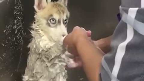 Funny dog videos to take a bath #31!!!