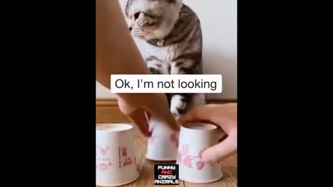 Funny Animal Part 27