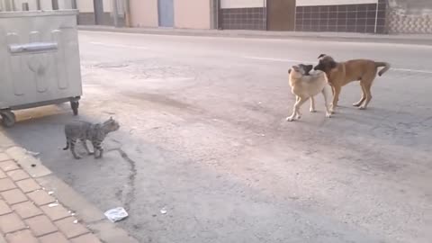 Cat Pranks Dog with Hilarious Sneak Attacks