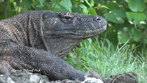 Explore Komodo National Park in Indonesia