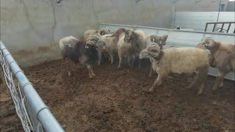 Enjoying the peaceful sight of a herd of sheep in the pen 🐑🌿 #SheepLife #FarmVibes #NatureBeauty