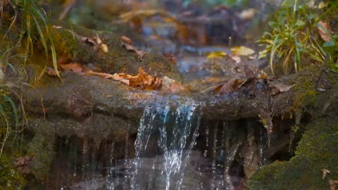 Enchanting Autumn Forests with Beautiful Piano Music