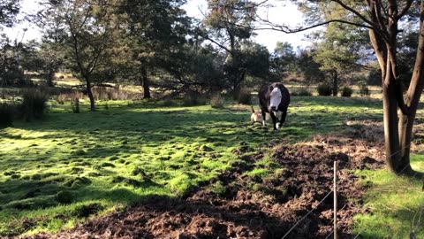 Sora herding