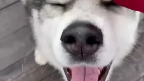 THIS HUSKY CAN’T GET ENOUGH OF THIS MASSAGE